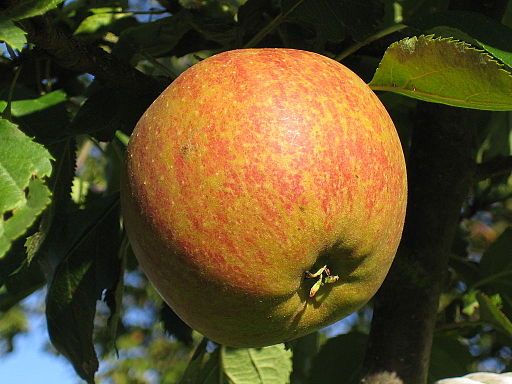 Heirloom Apple: Roxbury Russet