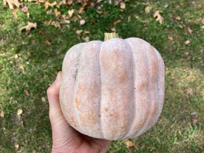 Koginut Squash Koginut Squash