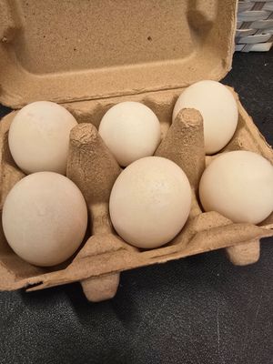 Duck Eggs