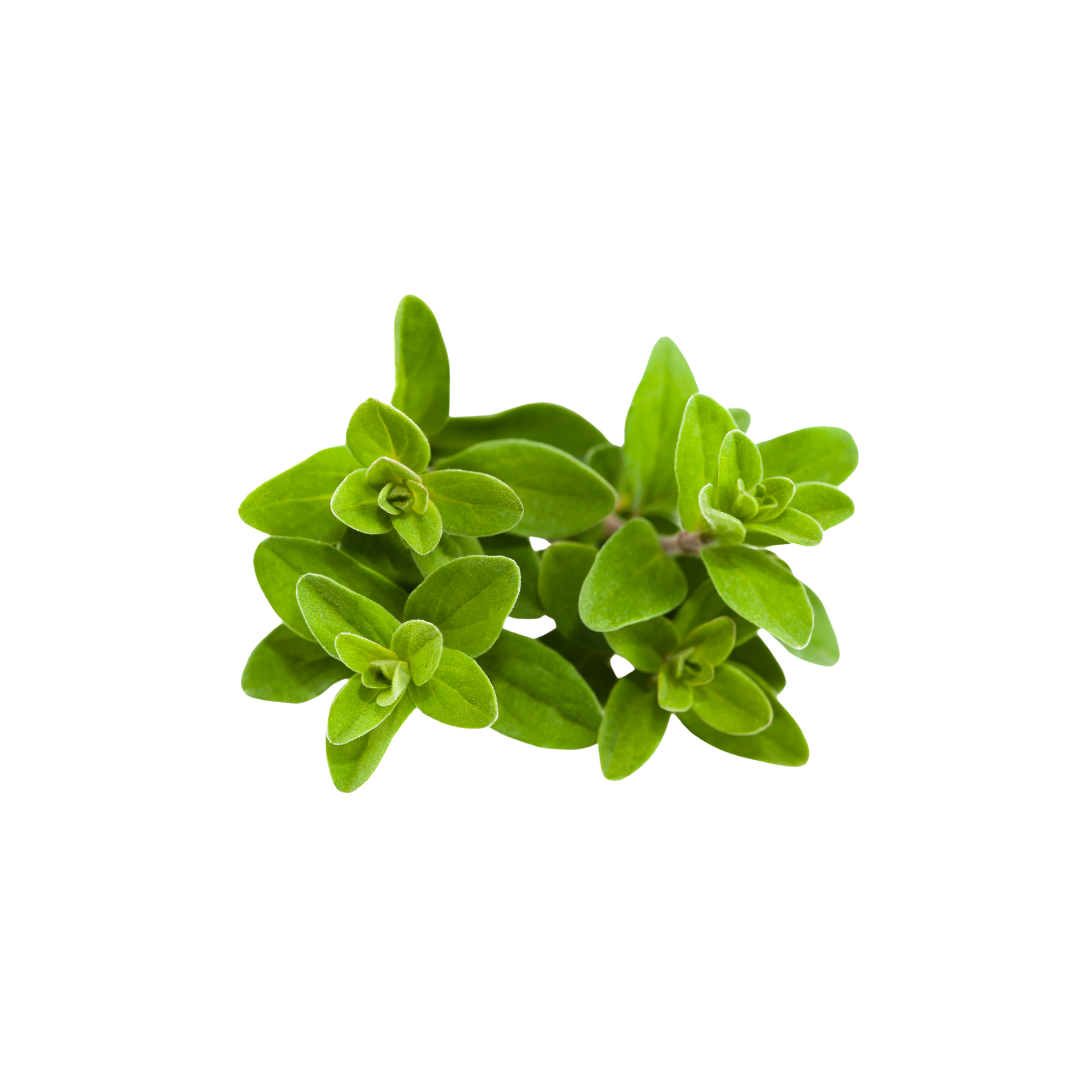 Herb Plant: Sweet Marjoram