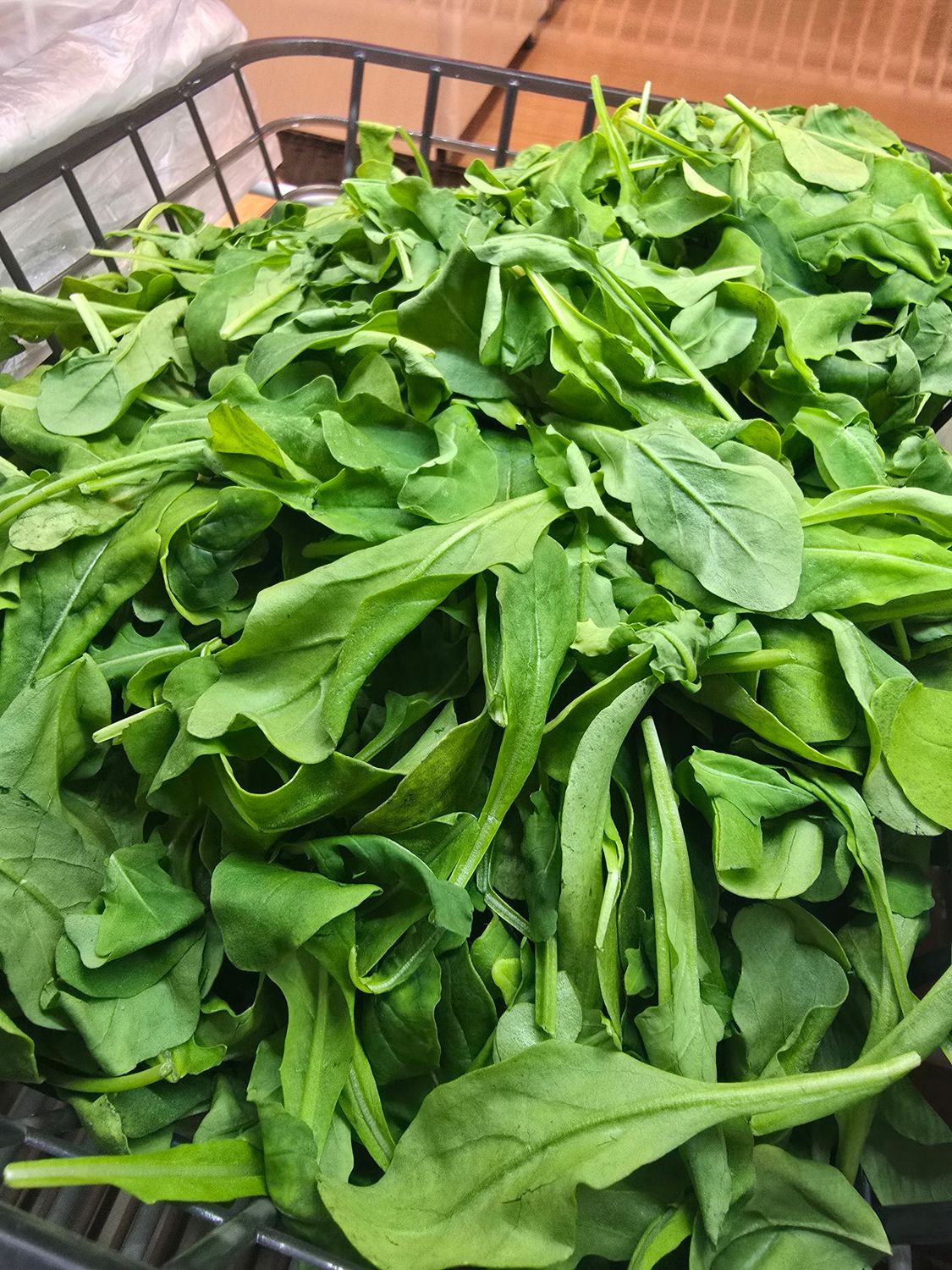 Arugula Lettuce