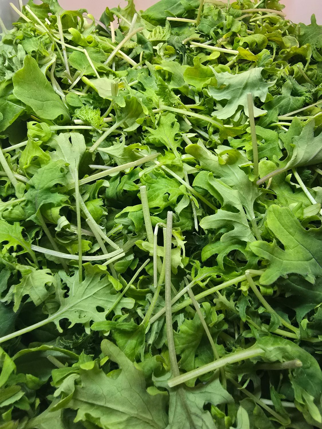 Baby Kale