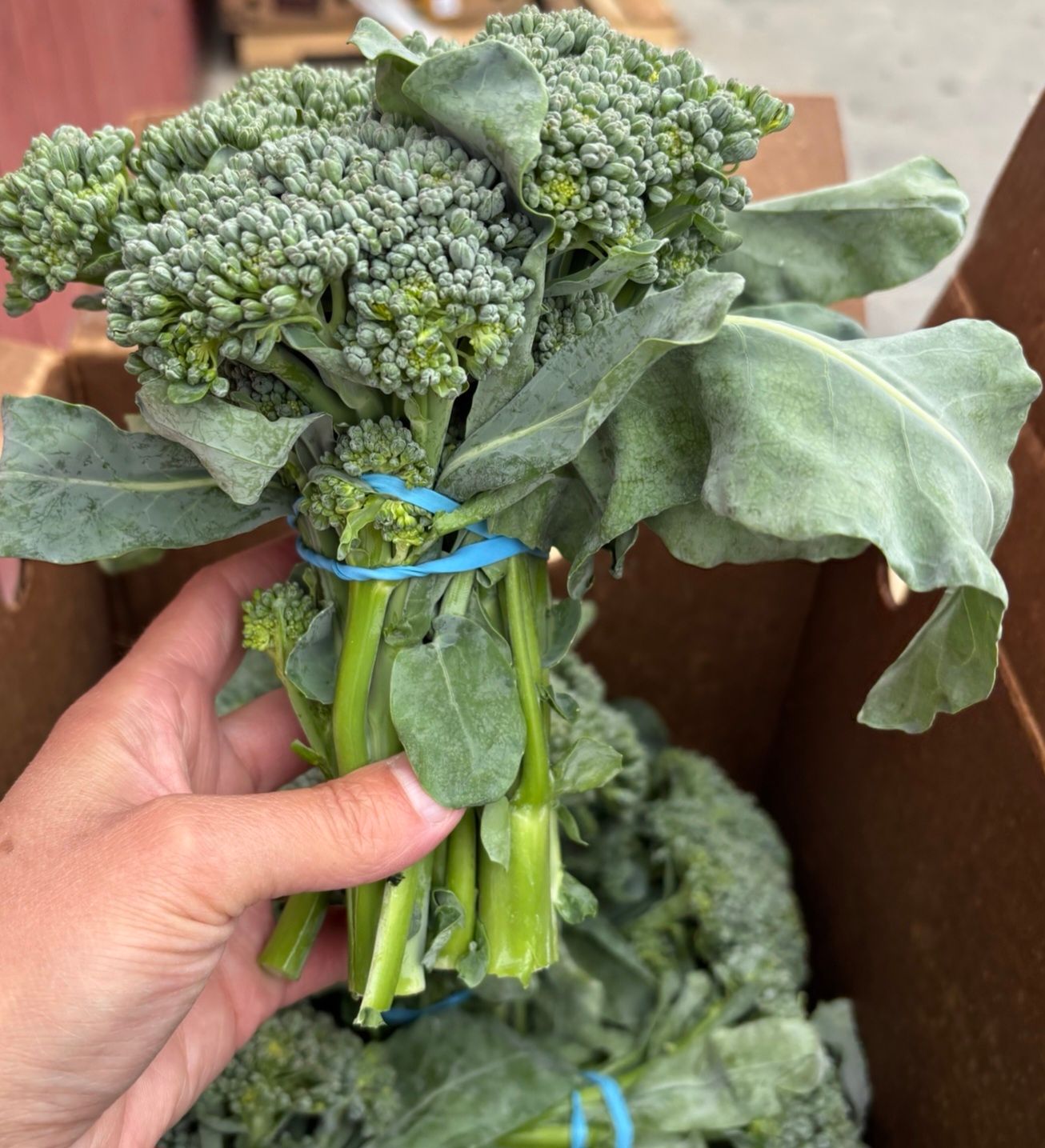 Broccolini