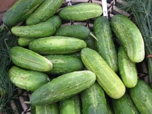Cucumber, Pickling