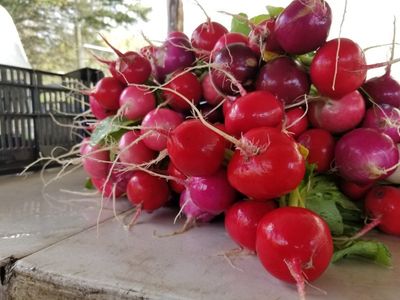 Easter Egg Radishes
