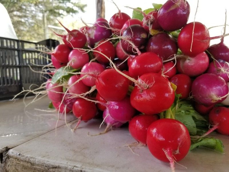 Easter Egg Radishes