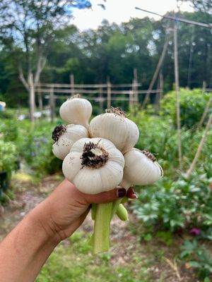 Garlic (Uncured)