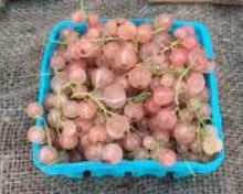 Pink Currants