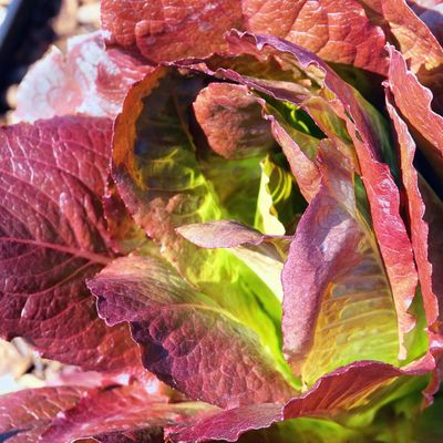 Red Romaine Lettuce