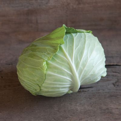 Tendersweet Cabbage