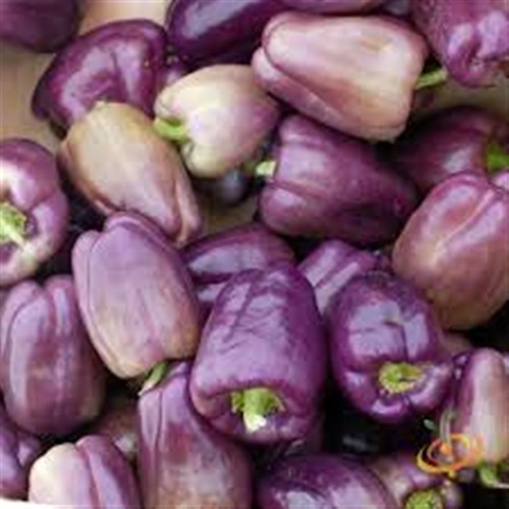 Purple Bell Pepper