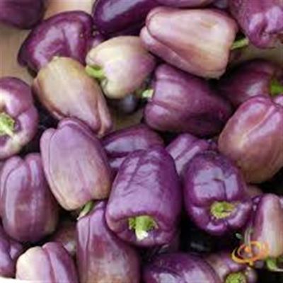 Purple Bell Pepper