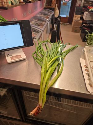 Welsh Bunching Onion