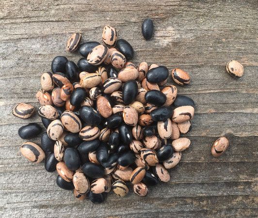 Peregion Beans