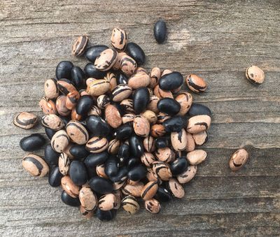 Peregion Beans