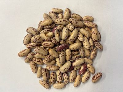 Boston Cranberry Beans