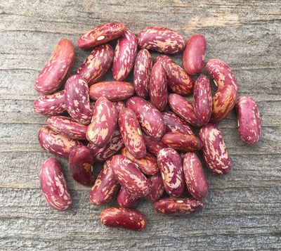King of the Early Beans