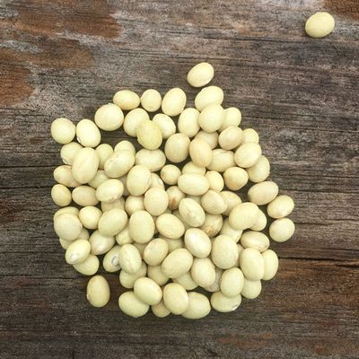 Sulfur Beans