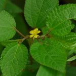 Green Lalo (Jute Leaves)