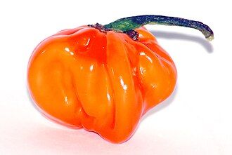Habanero Pepper