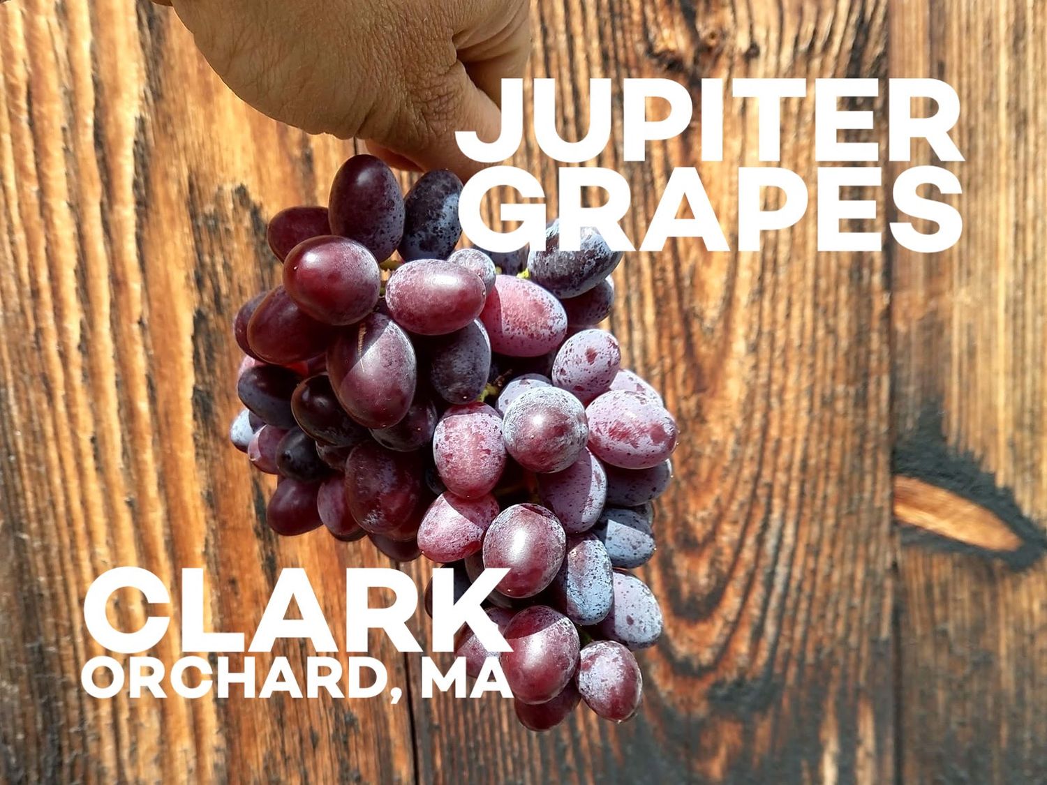 Grapes, Jupiter (Seedless)