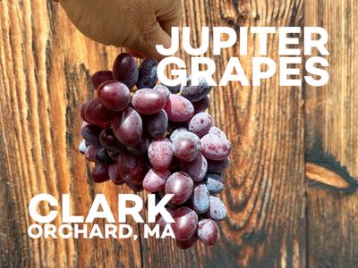 Grapes, Jupiter (Seedless)