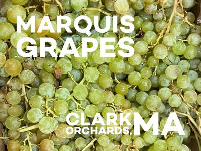 Grapes, Marquis (Seedless)