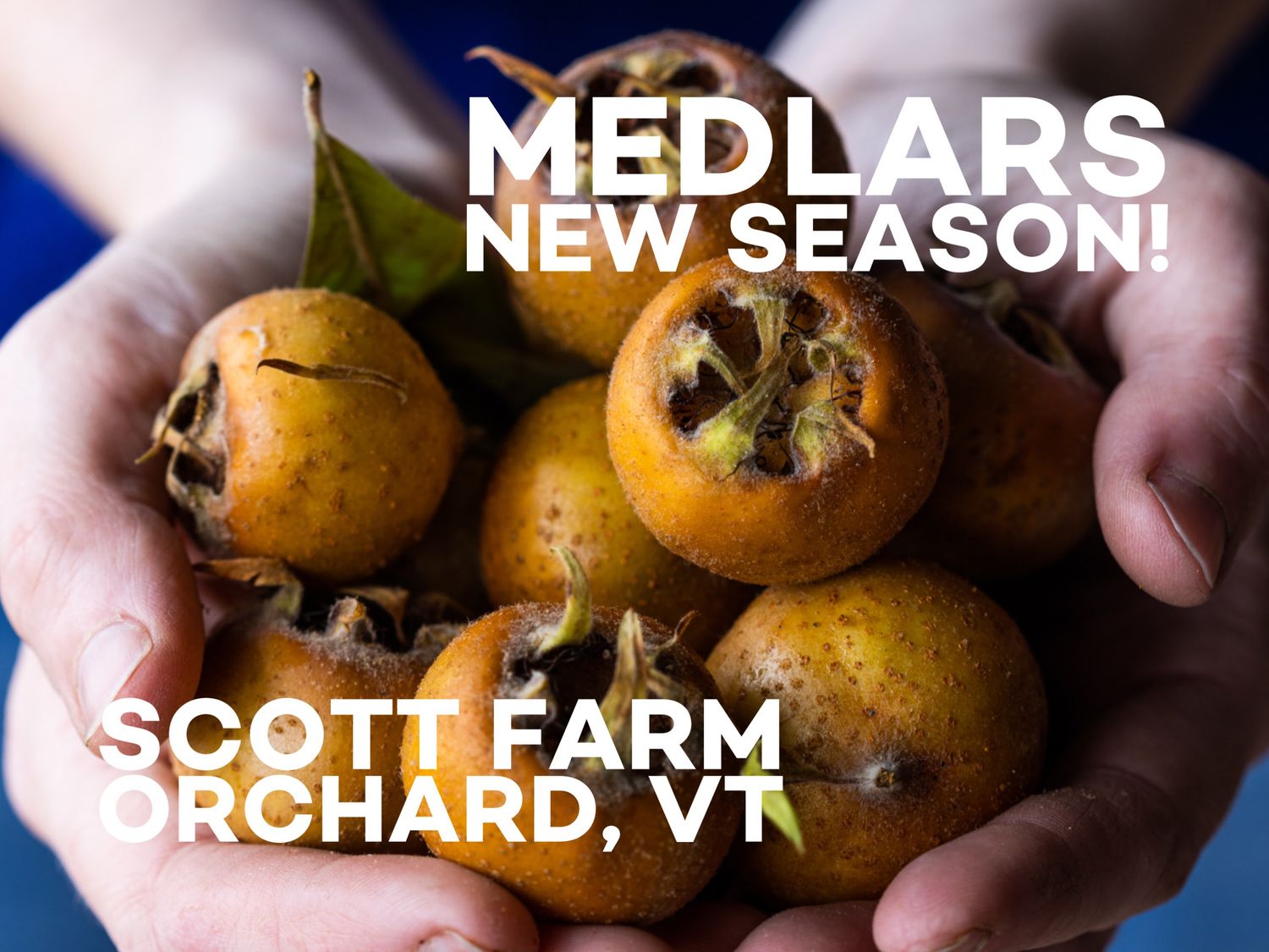 Medlars Medlars