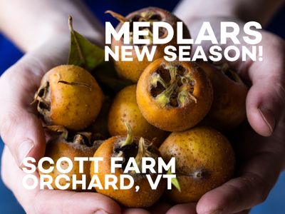 Medlars