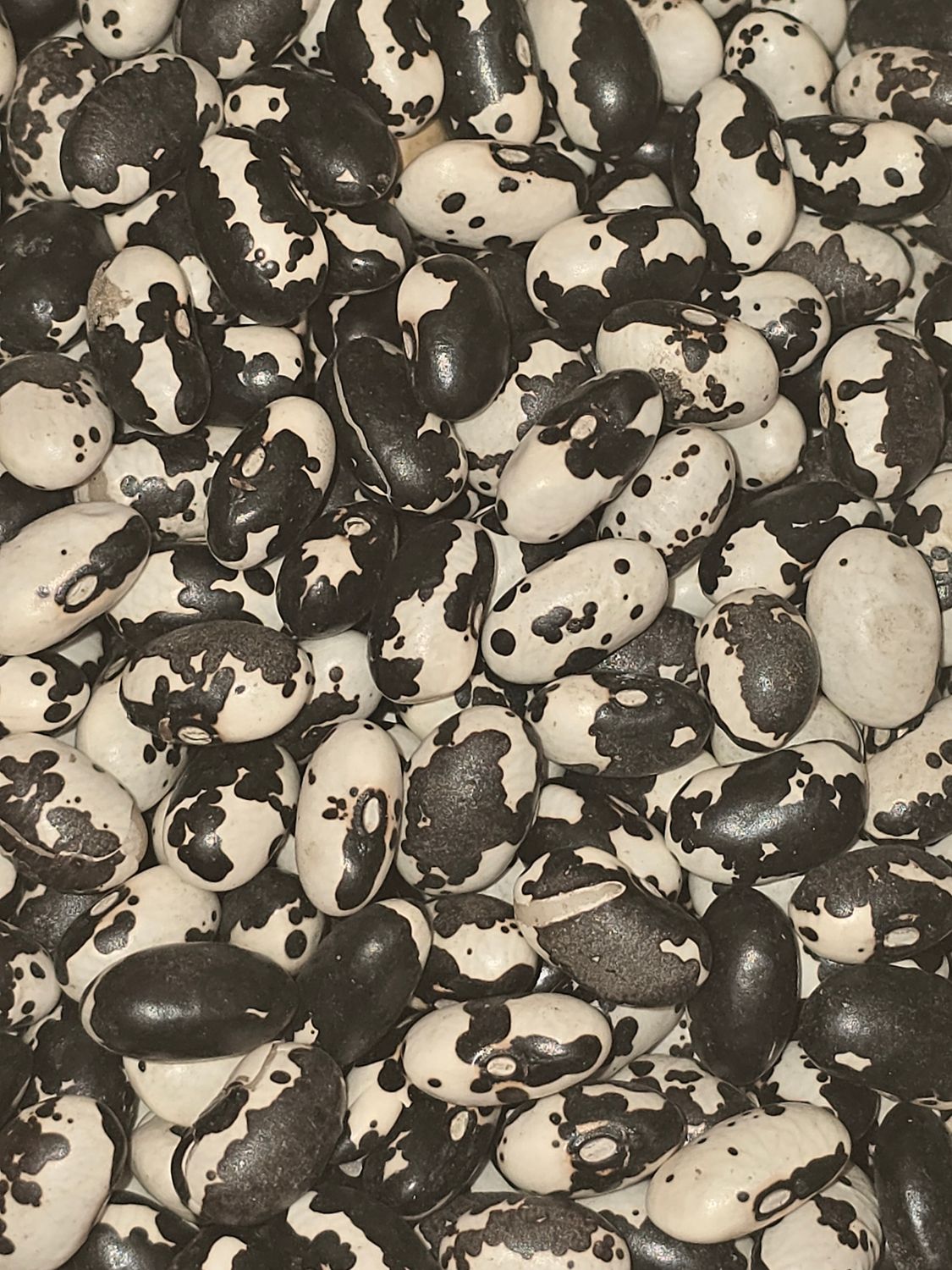 Orca Beans Orca Beans