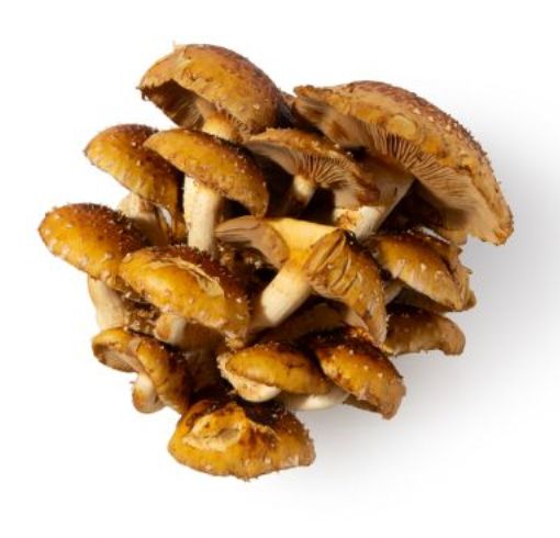 Chestnut Mushrooms