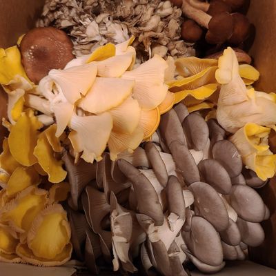 Mushroom Subscription Mushroom Subscription