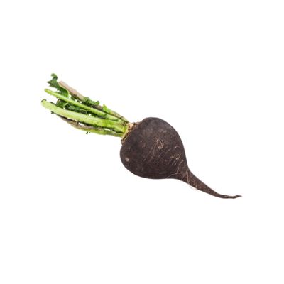 Black Radish