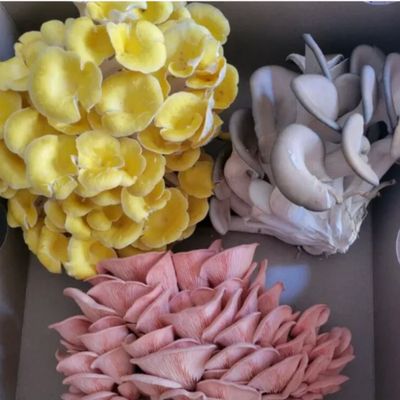 Oyster Mushrooms Oyster Mushrooms