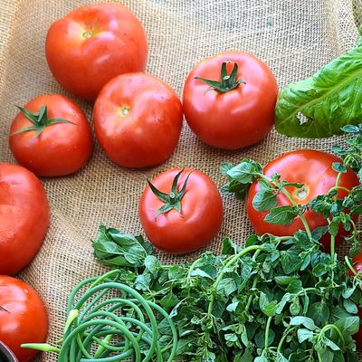 TOMATOES.