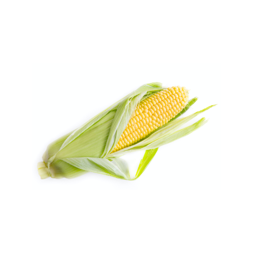 Bi-Color Sweet Corn Bi-Color Sweet Corn