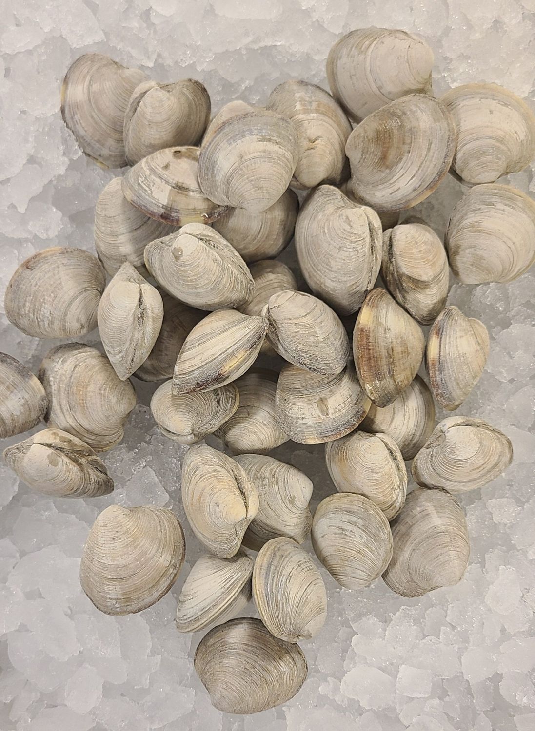Littlenecks Clams - 1lb