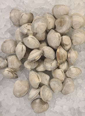 Littlenecks Clams - 1lb