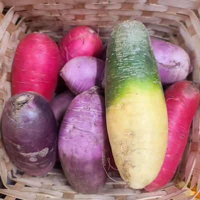 Daikon Radish
