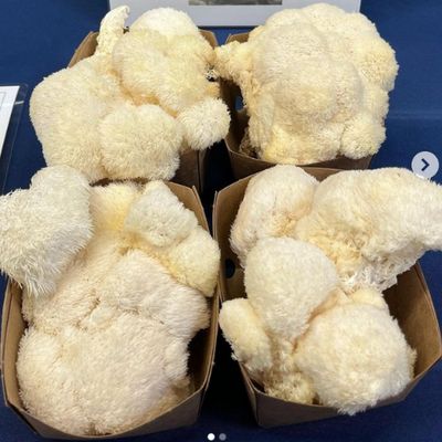 Lion's Mane Mushrooms