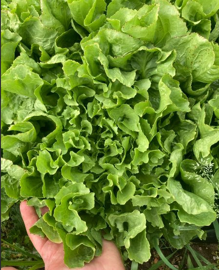 Escarole Lettuce (Flat-Leaf Endive)
