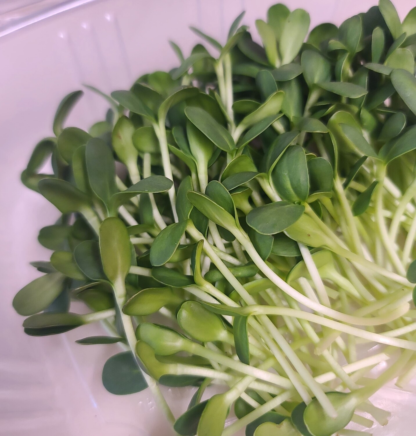 Pea Shoot Microgreens Pea Shoot Microgreens