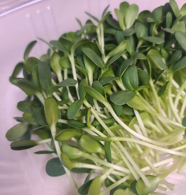 Pea Shoot Microgreens
