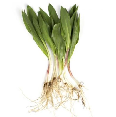 Ramps (Wild leeks)