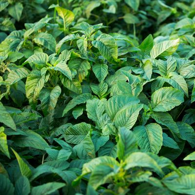 Green Callaloo (Amaranth)