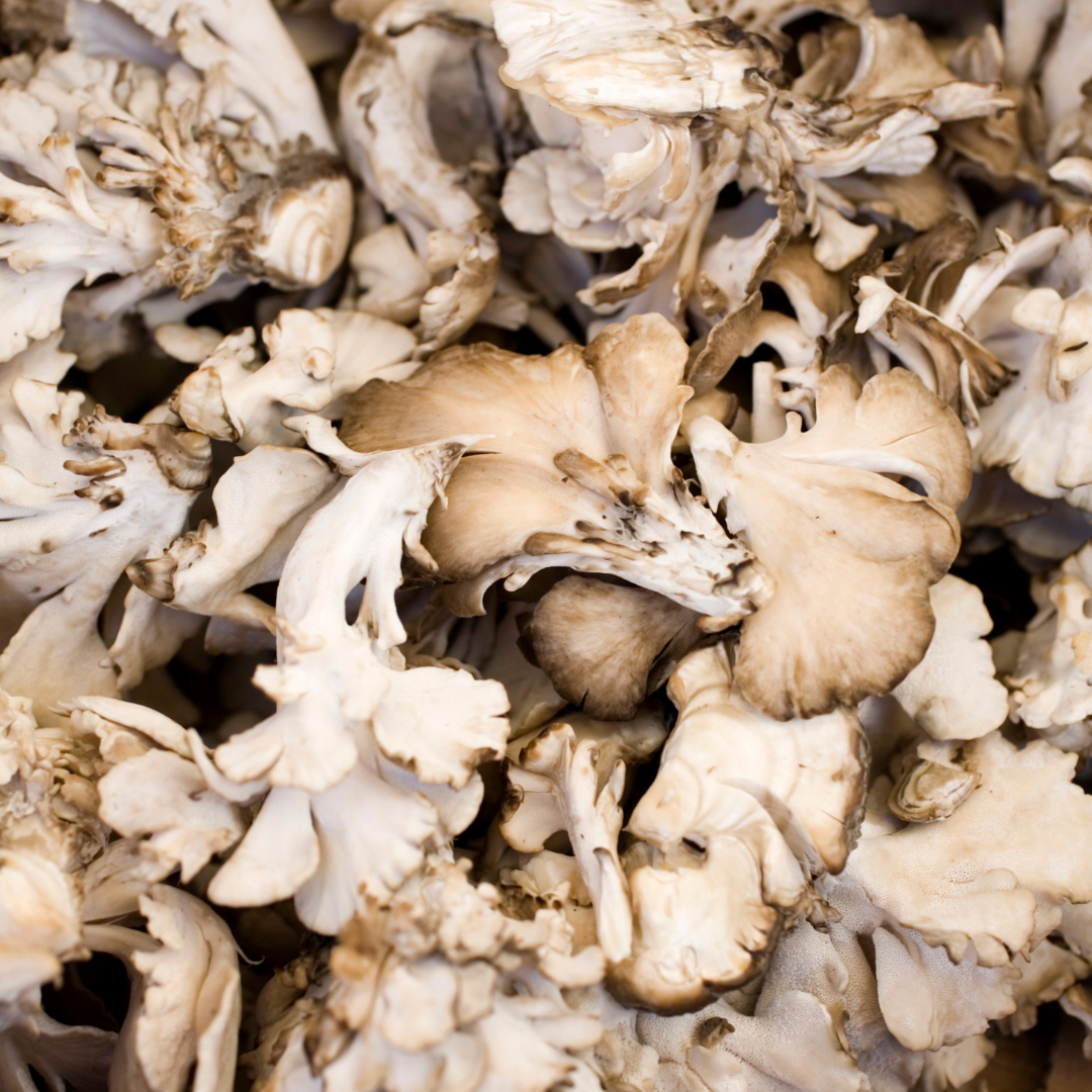 Maitake Mushrooms