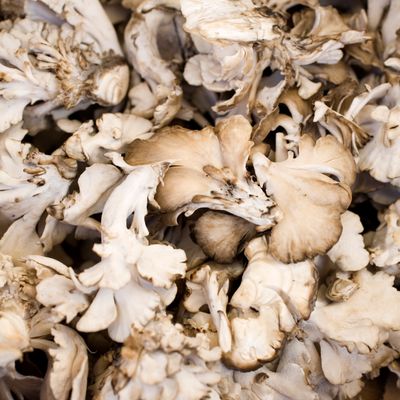 Maitake Mushrooms