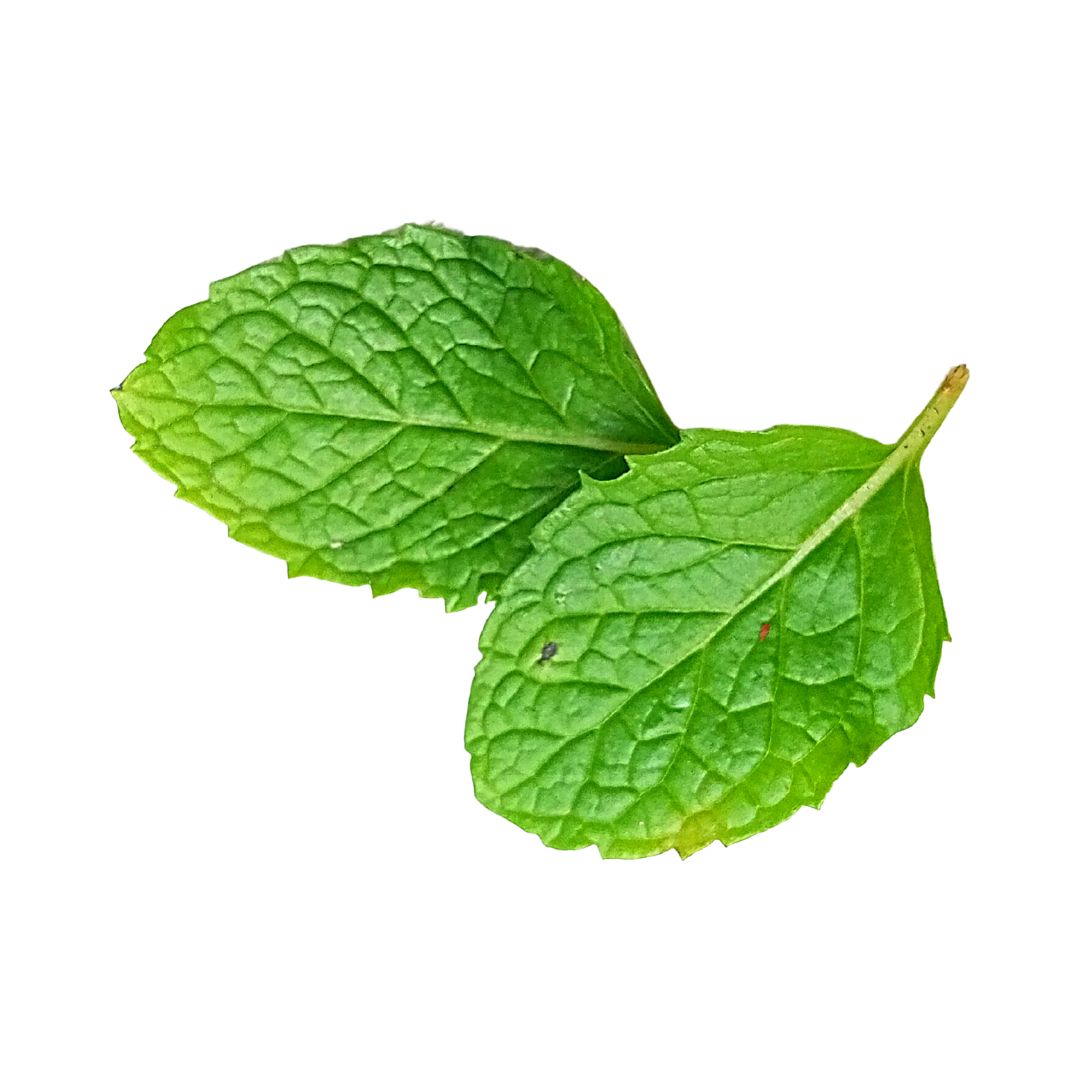 Fresh Mint