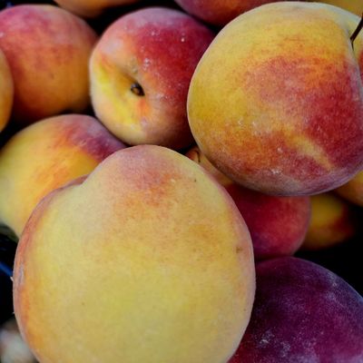 Nectarines