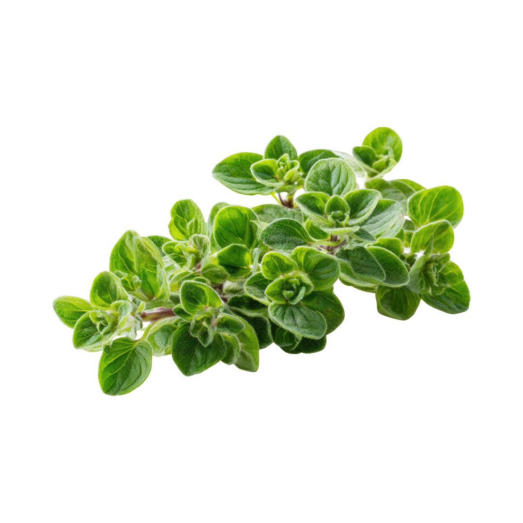 Fresh Oregano